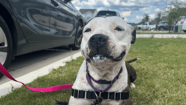 A white and black pit bull type dog smiling and laying in the grass