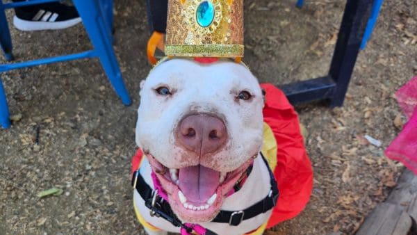 A white pit bull type dog wearing a princess costume