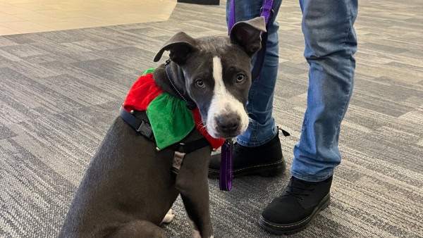 A gray and white pit bull type dog wearing a holiday themed collar