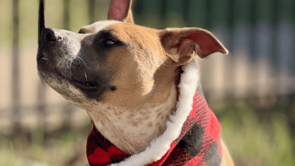 TrueCore Brown, white and black pit bull type dog wearing a red and black plaid bandana