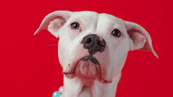 White pit bull type dog in front of an all red background