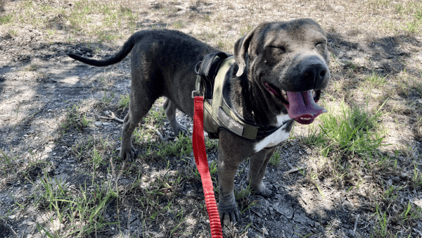 Gray pit bull type dog named Marvin wearing a red leash and smiling while standing outside