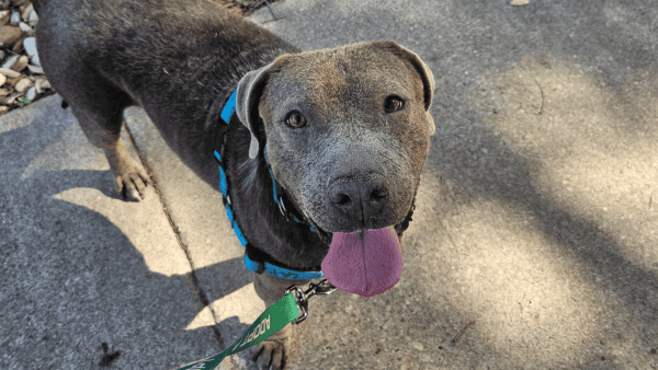 Happy gray pit mix smiling at the camera