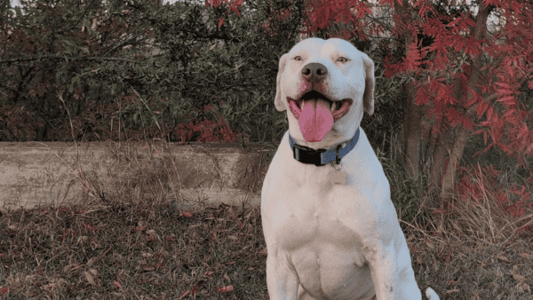 TrueCore Happy white pit mix smiling at the camera
