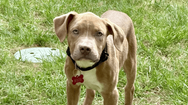 Brown and white pit mix puppy