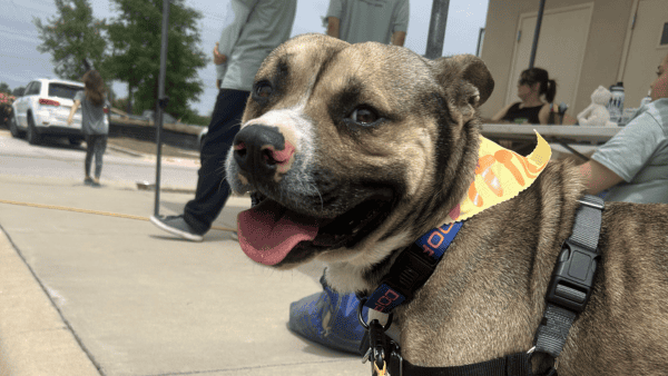 Garage Sale Brown, black, and white pittie standing on the sidewalk and smiling
