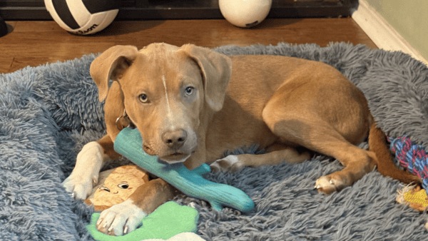 Lower 48 Brown pittie puppy laying on a bed surrounded by toys